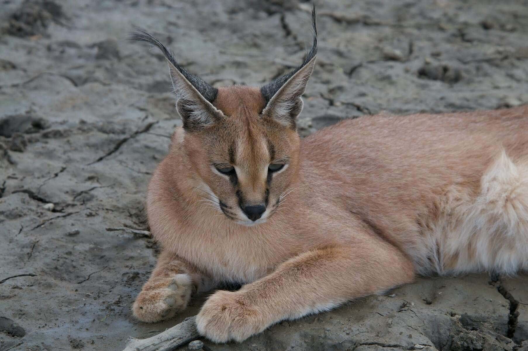 caracal lying on the ground