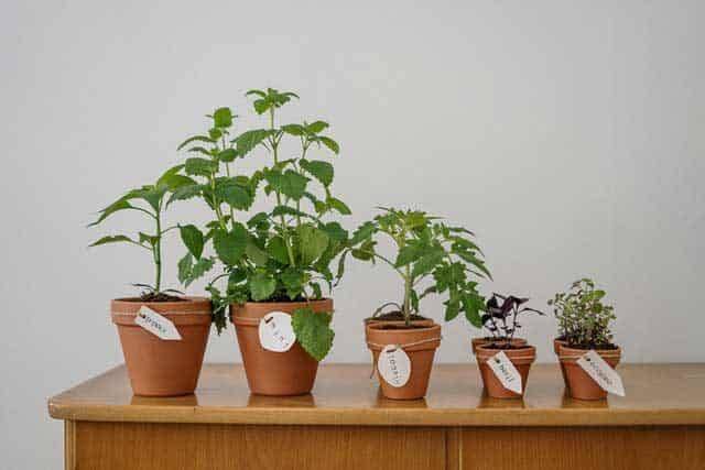Guide to Growing a Self Sufficient Garden 283