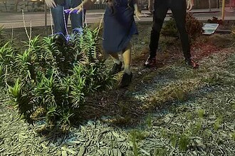 Alternative scene with three individuals outdoors at sunset, featuring a cannabis plant in the foreg.