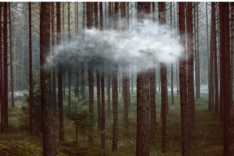 Cloud hovering over a forest of tall trees, symbolizing hope and achievement.