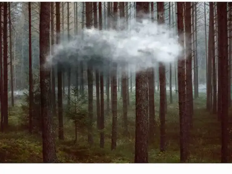 Almost a Contender, Always a Dream: Four Academy Nominations, One Independent Triumph Cloud hovering over a forest of tall trees, symbolizing hope and achievement.