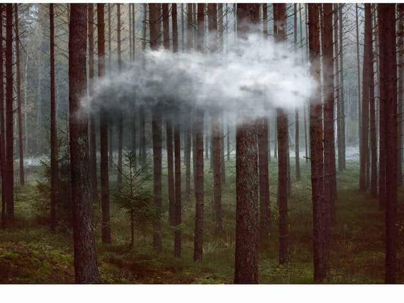 Cloud hovering over a forest of tall trees, symbolizing hope and achievement.